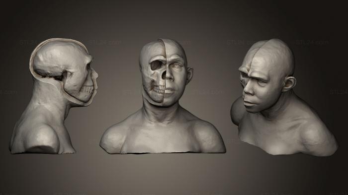 Анатомия скелеты и черепа (Гомосапиенс, ANTM_0139) 3D модель для ЧПУ станка